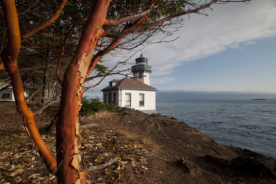 Madrona Tree (Arbutus menziesii) and Lighthouse at Lime Kiln State Park, San Juan Island, Washington, US
